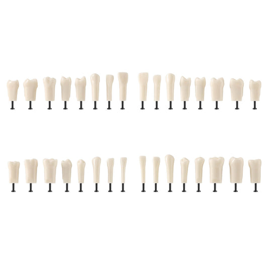 Dental Standard Resin Typodont Teeth Replacement Screw-in Teeth Model 32Pcs/Box - azdentall.com