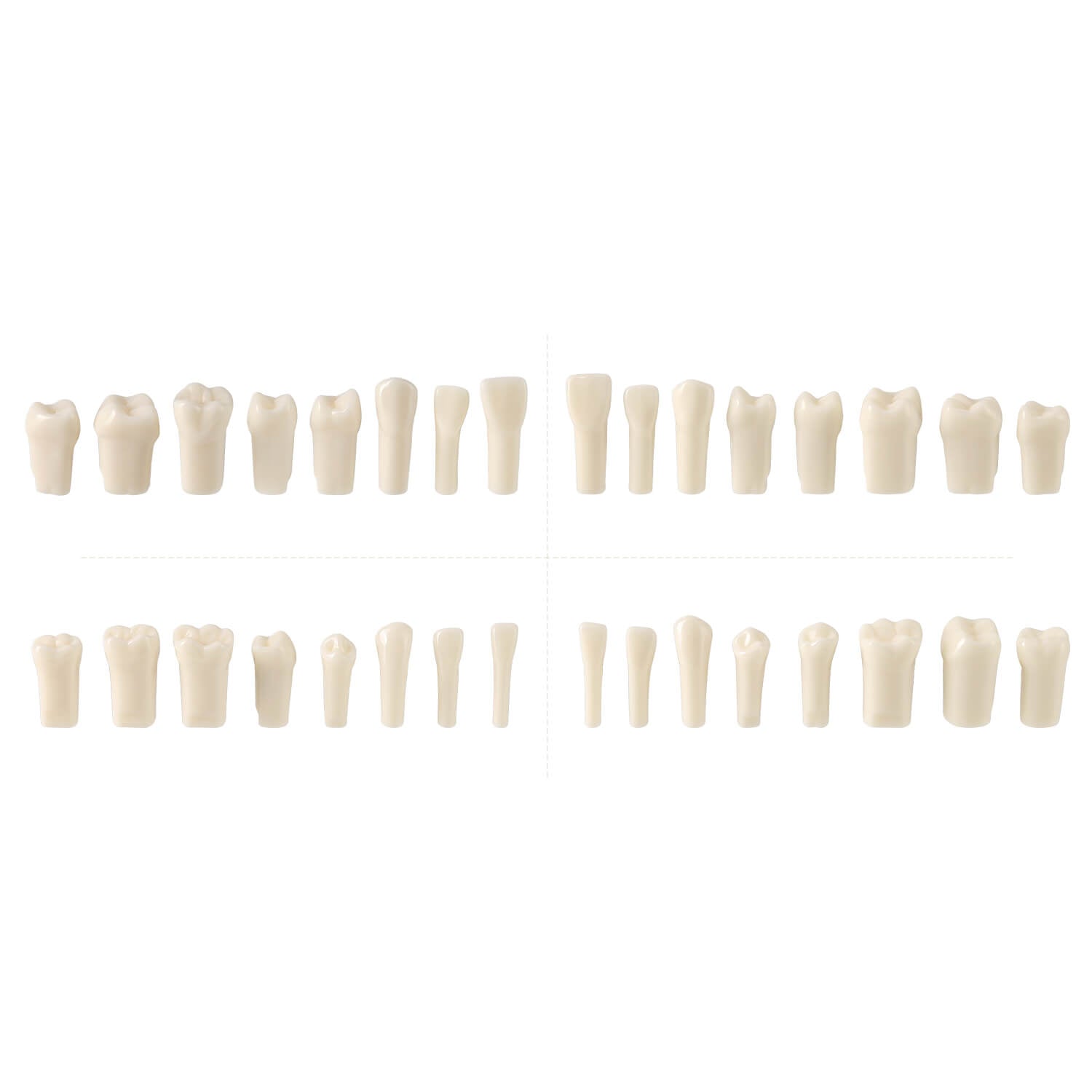 Dental Standard Resin Typodont Teeth Replacement Screw-in Teeth Model 32Pcs/Box - azdentall.com
