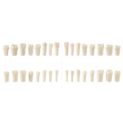 Dental Standard Resin Typodont Teeth Replacement Screw-in Teeth Model 32Pcs/Box - azdentall.com