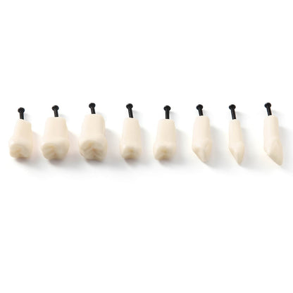 Dental Standard Resin Typodont Teeth Replacement Screw-in Teeth Model 32Pcs/Box - azdentall.com