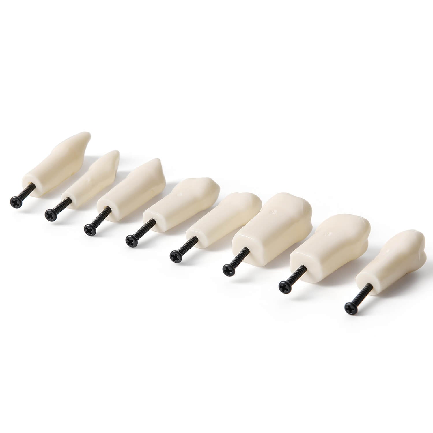 Dental Standard Resin Typodont Teeth Replacement Screw-in Teeth Model 32Pcs/Box - azdentall.com